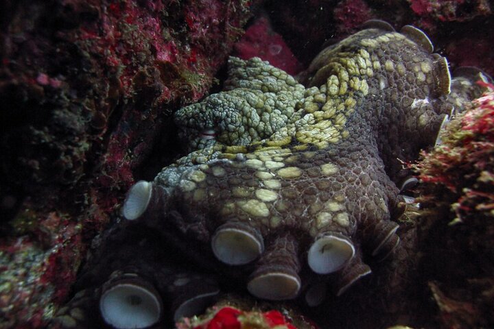 Reef life on a dive