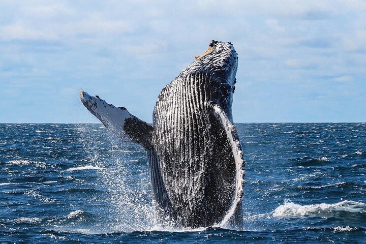 Humpback whale breaching