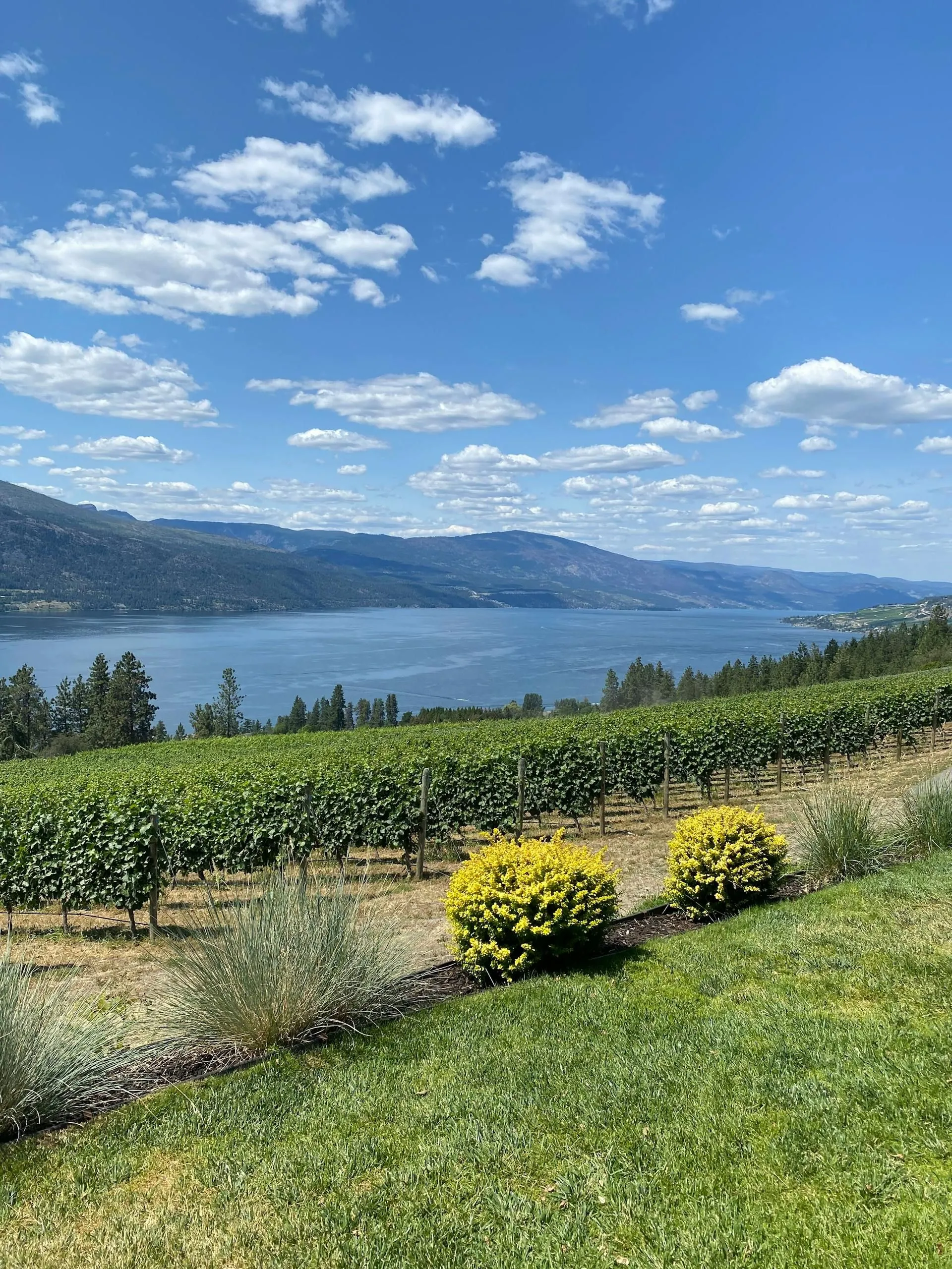 Vineyards above Okanagan Lake