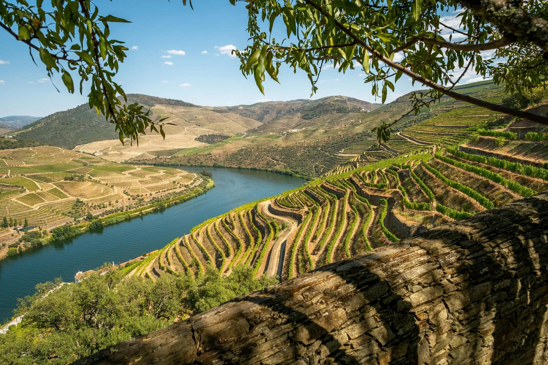 Terraced vineyards above a river valley