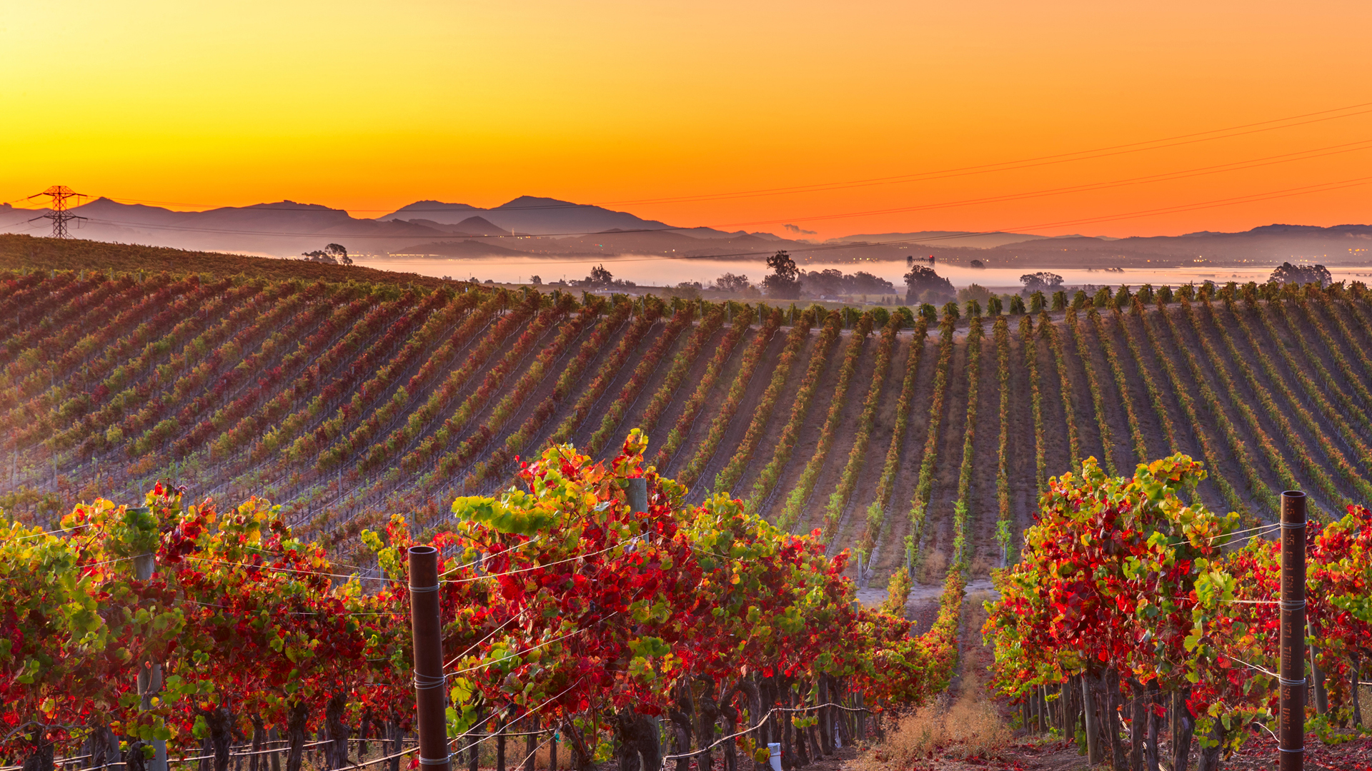 Vineyard rows at sunrise