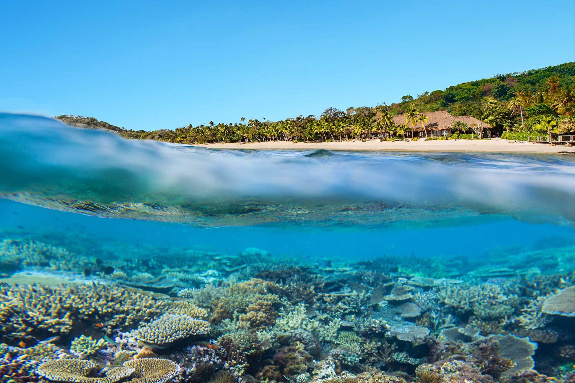 Reef life below the waterline